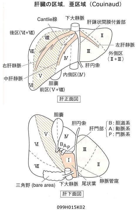 肝彎曲